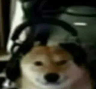 🙂 Doge chien, mème, doge, shiba inu, mème internet telegram sticker
