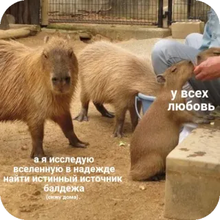 😒 а я исследую вселенную в надежде найти истинный источник балдежа (сижу дома). у всех любовь capybara, animaux, drôle, texte, mème whatsapp sticker