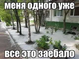 🌳 меня одного уже
все это заебало humor, frustração, russo, meme whatsapp sticker