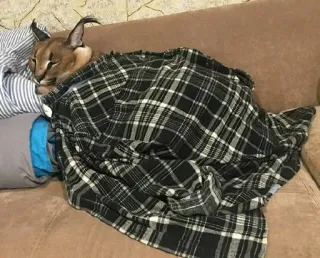 😴 cat, caracal, blanket, sleeping, floppa telegram sticker