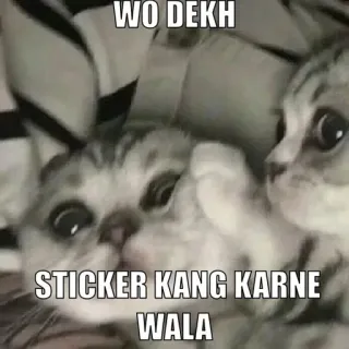 🤔 WO DEKH
STICKER KANG KARNE WALA gatto, meme, divertente, animale, adesivo telegram sticker