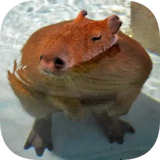 🧜 capybara telegram sticker