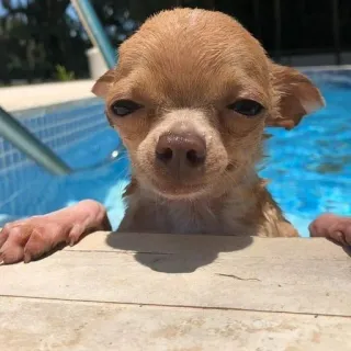 🐶 dog, chihuahua, pool, swimming, animal, cute telegram sticker