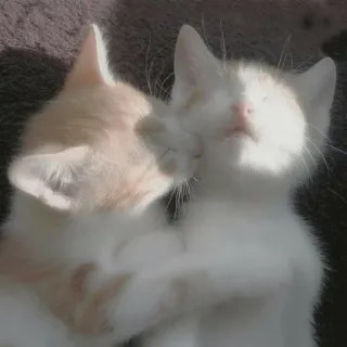 🥰 gattini, gatti, animali, carino, animale domestico, animali domestici telegram sticker