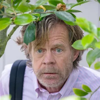 😟 William H. Macy actor, hombre, sorpresa, impactado telegram sticker