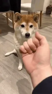 🙂 犬, 柴犬, 中指, 失礼, ジェスチャー, 面白い telegram sticker