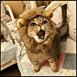 🐾 Katze, Löwe, Tier, Haustier, lustig, süß telegram sticker