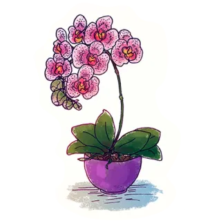 🌸 orchid, flower, plant, pot, purple, pink, indoor plant, illustration telegram sticker