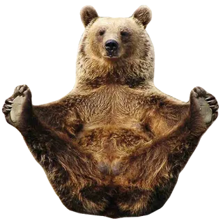 🙃 bear, animal, funny, cute, brown bear, wildlife telegram sticker