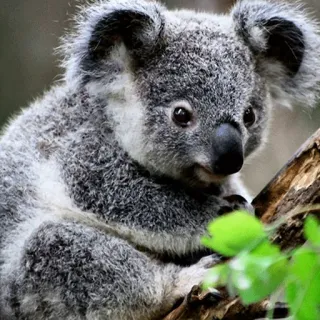 🐨 koala, animal, wildlife, marsupial, australia, cute, nature telegram sticker