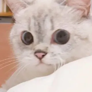 🌷 猫, 动物, 可爱, 宠物, 眼睛 telegram sticker