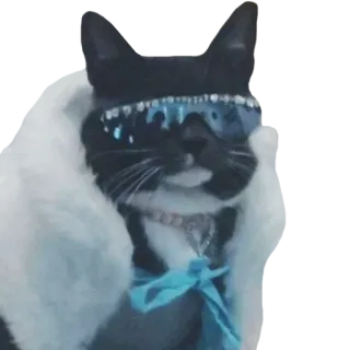 😎 แมว, แว่นกันแดด, สัตว์, สัตว์เลี้ยง, แฟชั่น, เท่ telegram sticker