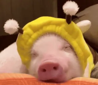 🐷 porco, animal, chapéu, fofo, animal de estimação, dormindo whatsapp sticker