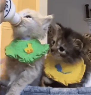 🥛 gatitos, gatos, bebés animales, lindo, mascotas, animales, biberón telegram sticker