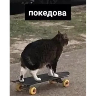 🙌 покедова gatto, skateboard, russo, animale, skateboarding, divertente, meme telegram sticker
