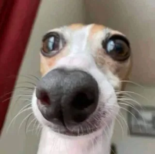 😬 chien, animal, animal de compagnie, gros plan, drôle, whippet, lévrier italien telegram sticker