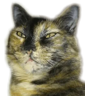 ANIMALOL telegram stickers
