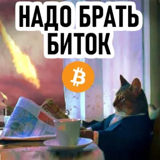 🔥 НАДО БРАТЬ БИТОК gato, bitcoin, meme, cripto, noticias whatsapp sticker