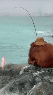 ๐ฆง animal, fishing, orangutan, sea, hat telegram sticker