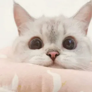 🙂 kat, schattig, dier, huisdier, kitten telegram sticker