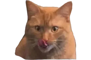 😋 cat, feline, ginger cat, orange cat, licking, tongue, pet, animal whatsapp sticker