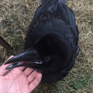 ⚫️ gagak, burung, hitam, binatang, hewan peliharaan, tangan, luar ruangan telegram sticker