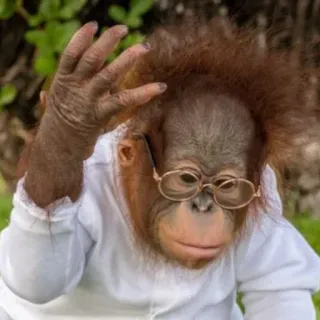 🧐 orangutan telegram sticker