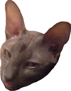 MISHA THE CATTO and her friends whatsapp stickers