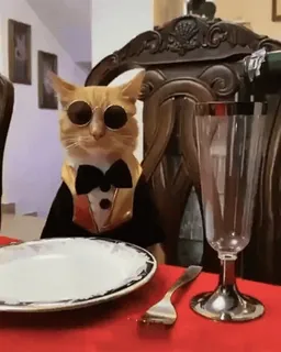 🐱 cat, dinner, table, sunglasses, tuxedo, formal, pet, animal telegram sticker