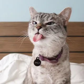 🐱 Nala gato, animal de estimação, animal, língua, coleira, doméstico, fofo telegram sticker