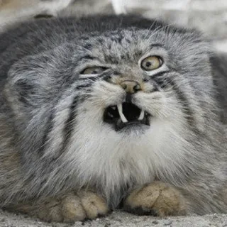 😾 cat, animal, funny, meme, wildcat telegram sticker