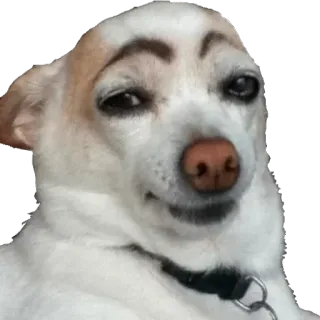 😏 Hund, Meme, Augenbrauen, lustig, Haustier, Tier, Chihuahua, Grinsen telegram sticker