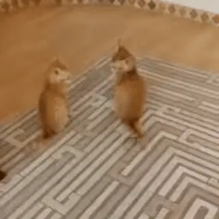 👊 Katze, Tiere, Kätzchen, Haustiere, Haustiere whatsapp sticker