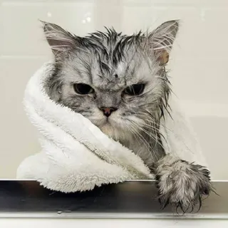 😣 gatto, bagnato, asciugamano, animale, grigio, bagno telegram sticker