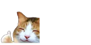 👍 cat, thumbs up, animal, meme, cute telegram sticker