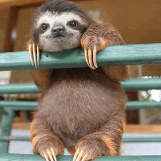 🦥 luiaard, dier, schattig, zoogdier, natuur, wilde dieren telegram sticker