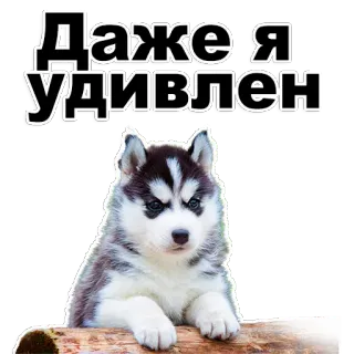 😍 Даже Я удивлен 개, 허스키, 강아지, 놀란, 귀여운, 동물 telegram sticker