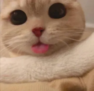 😛 Katze, süß, Tier, Haustier, Zunge, kawaii telegram sticker