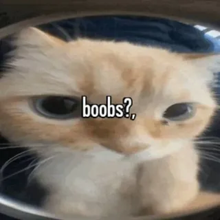 🥰 boobs? kucing, lucu, meme, payudara, hewan, hewan peliharaan telegram sticker
