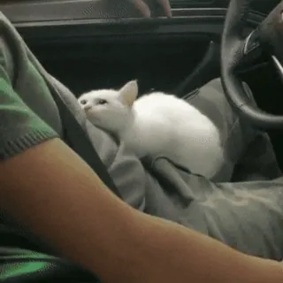 😽 chat, animal, animal de compagnie, chat blanc, voiture, conduite telegram sticker