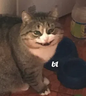 😂 ы cat, animal, meme, pet, russian telegram sticker