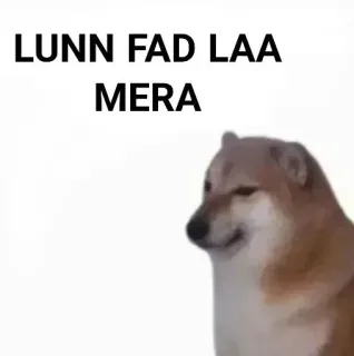 ✨ LUNN FAD LAA
MERA doge, dog, meme, animal, funny, internet meme telegram sticker
