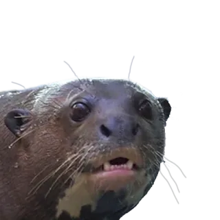 👺 выдра, животное, млекопитающее, вода, дикая природа, милый telegram sticker