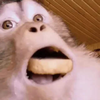 🤩 monkey, animal, funny, shocked, ape, mammal whatsapp sticker