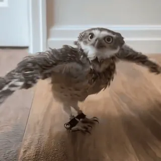 🦉 sowa, ptak, zwierzę, dzika przyroda, natura, słodki, zwierzę domowe telegram sticker