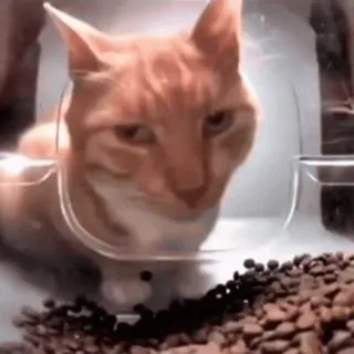 😏 gatto, animale domestico, cibo, animale domestico telegram sticker