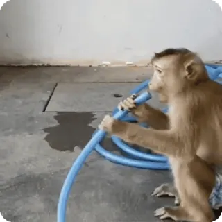 🪷 mono, manguera, animal, agua, primate, gracioso, lindo whatsapp sticker