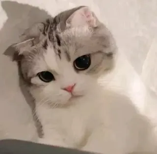 🥺 gatto, gattino, animale domestico, animale, carino telegram sticker
