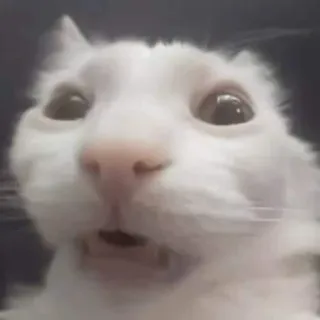 🤩 cat, animal, meme, funny, white cat, shocked cat, surprised whatsapp sticker