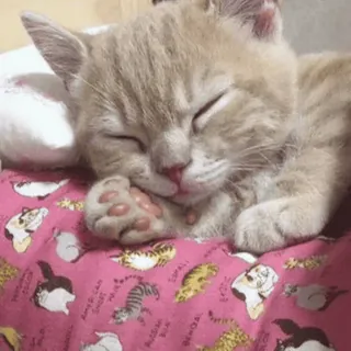 🛏 kat, slapen, kitten, schattig, lief, huisdier, dier whatsapp sticker